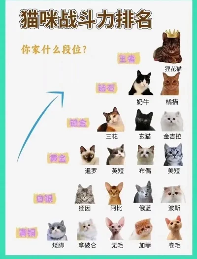 猫和老鼠手游十大强猫