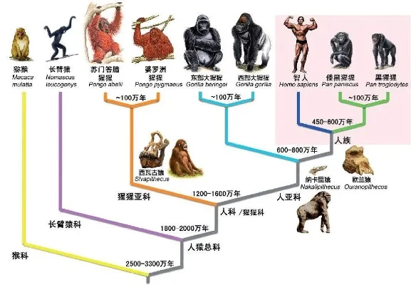 物种起源游戏上排行榜-物种起源排行解析