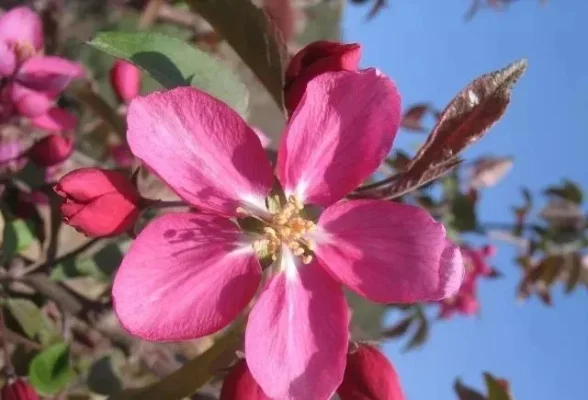 po18和海棠的区别-Po18海棠区别明显