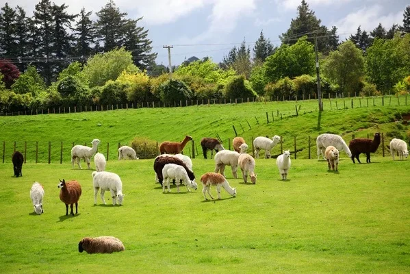 农场的动物有哪些-农场动物种类多