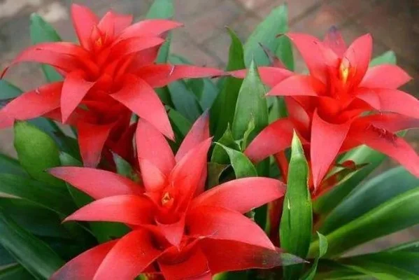 三种最旺家的花-旺家花卉推荐