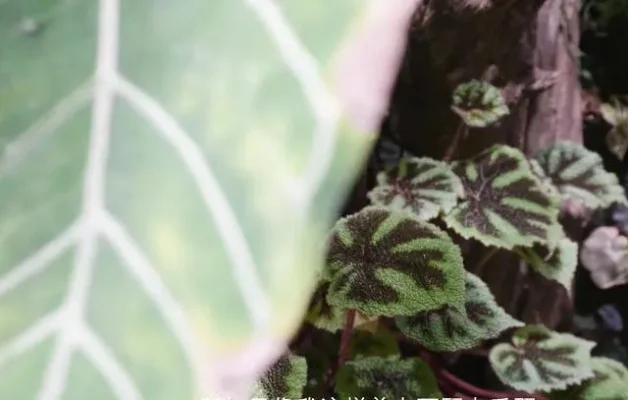 什么植物最老实-平凡植物显伟大