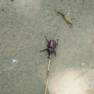 大虫子怎么变大-揭秘大虫生长奥秘