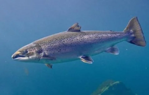 巨刺鲑鱼有什么用-鲑鱼价值多方面