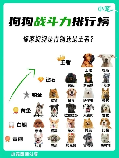 宠物能对战的手游推荐排行榜-宠物对战手游推荐榜