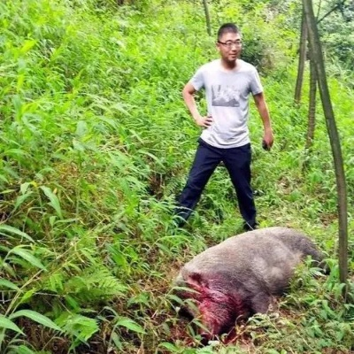 打野猪怎么处罚-打野猪规则与技巧