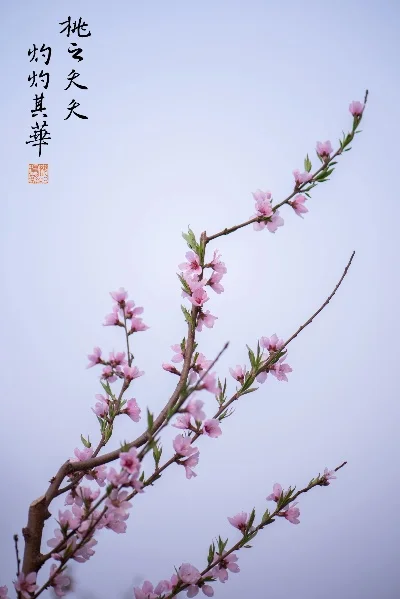 桃之夭夭 middot 灼灼其华