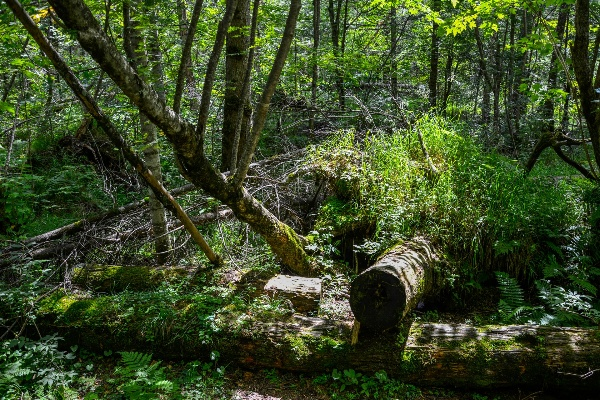 重生在原始森林
