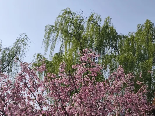花什么柳什么成语-花柳成语传文化
