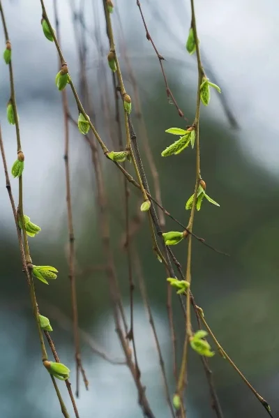 元宵之后柳吐芽-元宵后柳吐新芽