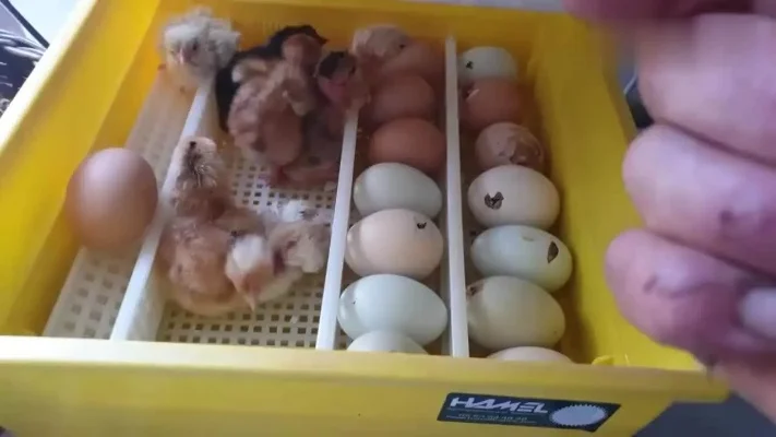 小鸡是怎么来的-模拟养鸡孵化全过程