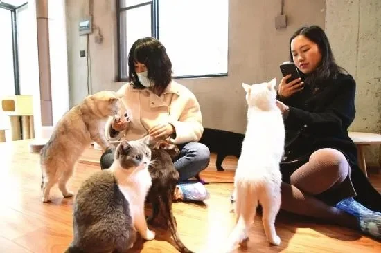 吸猫会所什么意思-吸猫会所：虚拟萌宠社交