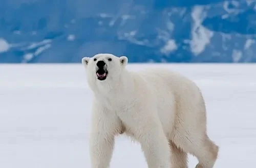 北极熊的皮肤是什么颜色-北极熊皮肤颜色揭秘