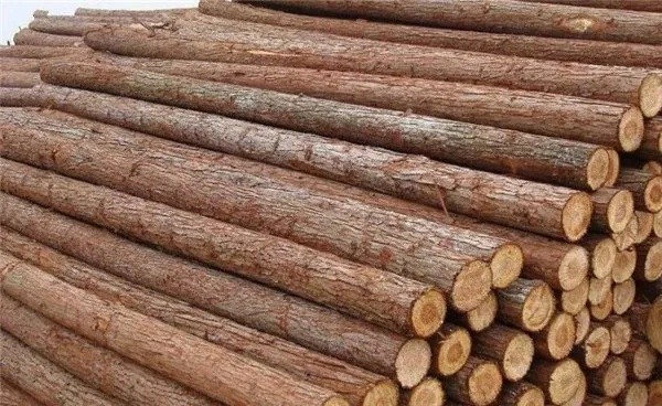 莎木是什么木材