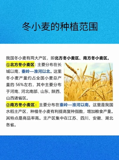 边境之旅小麦哪里多-边境小麦分布多