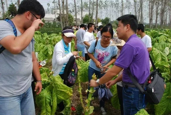 烟草学院网络学院-烟草学院虚拟冒险