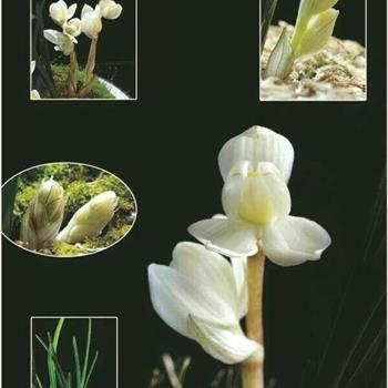 素冠荷鼎分布在哪里