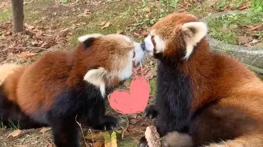 特别八卦：揭露天才小熊猫和嘟嘟海的私情-天才与嘟嘟甜蜜恋