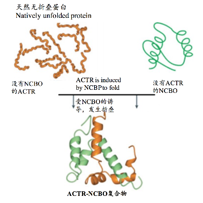 折叠蛋白质游戏到底该怎么玩才容易上榜？