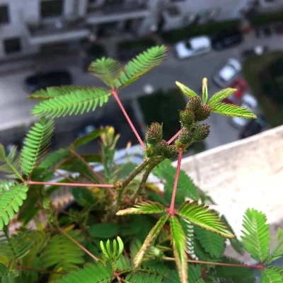 含羞草免费观看-含羞草VR游戏免费体验