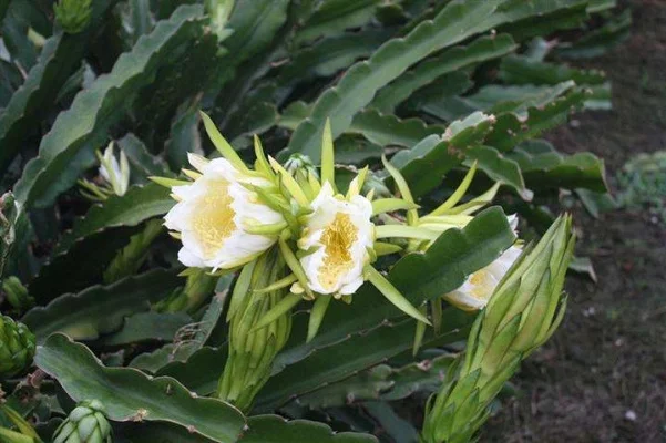 剑骨龙和花,肠的心法要什么样的-剑骨花肠心法选择