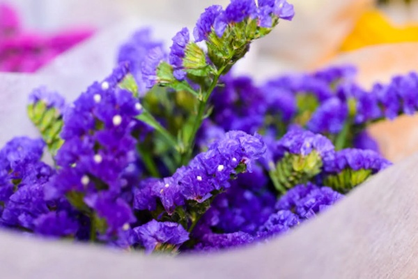 勿忘我存档全攻略,如何长期保存勿忘我,鲜花养护与干燥技巧