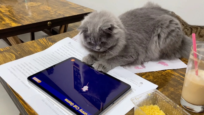 猫老大手把手教你从菜鸟变游戏达人