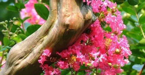 痒痒树学名是什么_3分钟揭秘紫薇花避坑指南