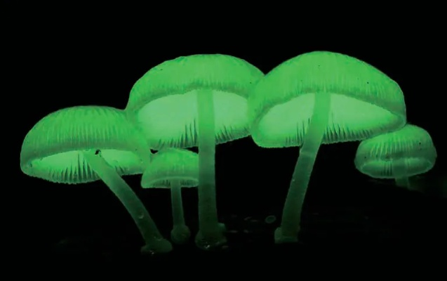 如何在荧光小菇旁完成能量恢复任务？