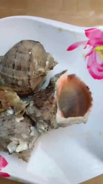 海螺哪些部位吃了会中毒？