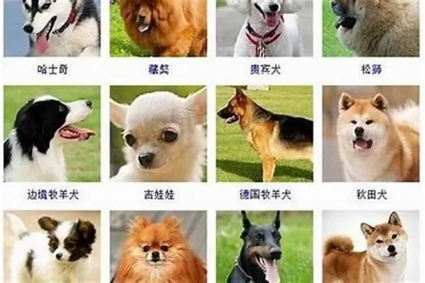 顺口又好记的狗名字大全：让毛孩子一听就回头