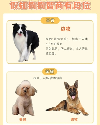 小狗智商游戏排行榜,哪些品种最聪明,如何测试犬类智力